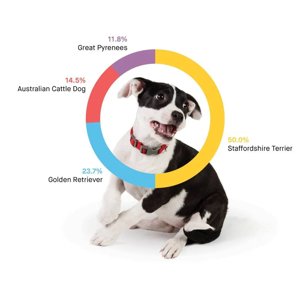 Embark Dog DNA Test Breed Identification Kit - Image 2