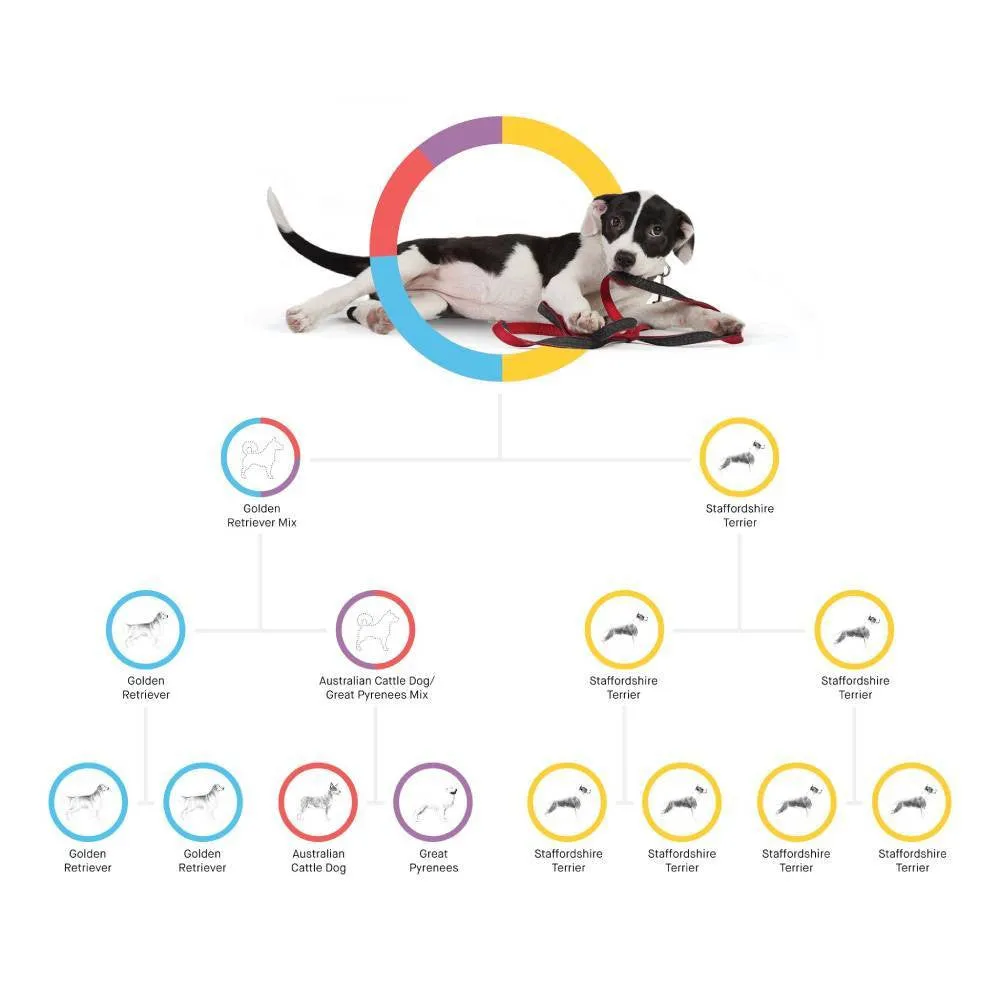 Embark Dog DNA Test Breed Identification Kit - Image 3